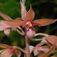 si manis Eulophia Zollingeri