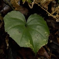 Nervilia punctata