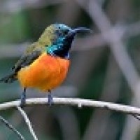 Burung Madu Matari