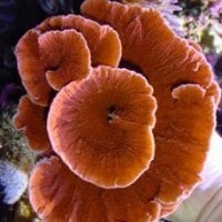 Montipora foliosa