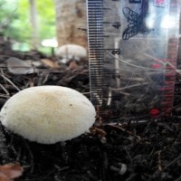 jamur Morganella subincarnata