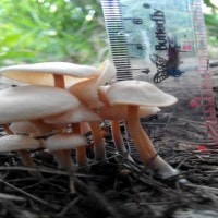 jamur Gymnopilus junonius