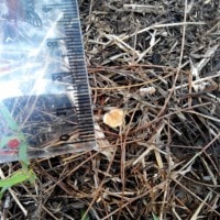 jamur Viscidocruenta Mycena
