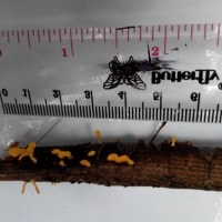 jamur Bisporella citrina