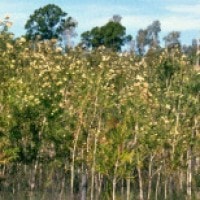 Kayu Gelam