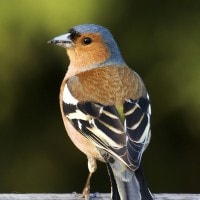 Fringilla coelebs chaffinch penghuni galapagos