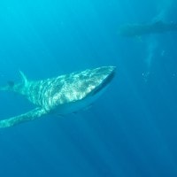 Whale Shark