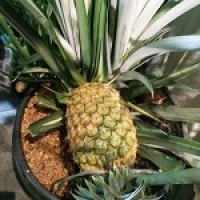 Nanas Pegasing