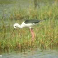 Gagang-bayam Belang / Black-winged Stilt