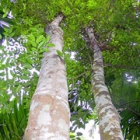 Aquilaria malaccensis, Emas Hijau Nusantara