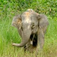 Gajah Pygmy, Gajah Jawa