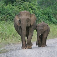 Gajah Sumatera