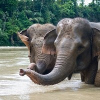 Gajah Sumatera