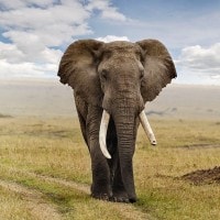 Gajah Perenang yang Handal