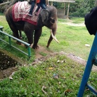 Stop menunggangi Gajah!!! Gajah bukan satwa untuk ditunggangi