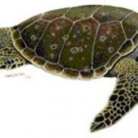 Penyu hijau