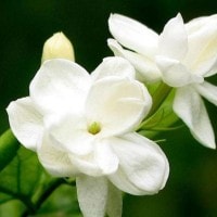 Bunga Melati : Puspa Bangsa