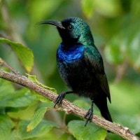 Burung madu hitam