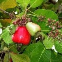 Jambu Monyet/Mete