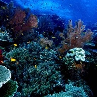 Taman Nasional Bunaken