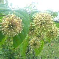 gambir(gambe si pelengkap untuk menyirih)