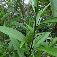 gandarusa(besi-besi)