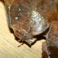 ganesella acris (photo liew)