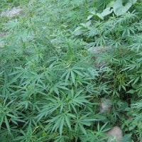 Ganja, Bakong