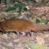 Garangan jawa