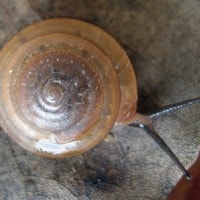 geotrochus bongaoensis (photo liew th)