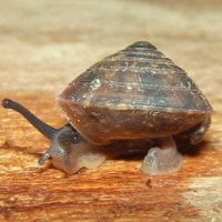 geotrochus obscura (photo liew)