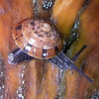 geotrochus rhysa (photo liew)