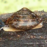 geotrochus whiteheadi (photo liew)