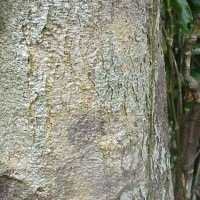 G i a