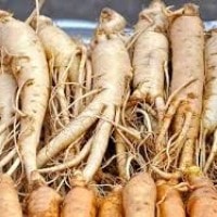 Gingseng (Panax gingseng L)