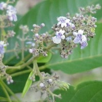 Pohon Gaupasa
