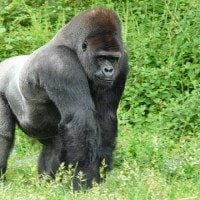 Gorilla