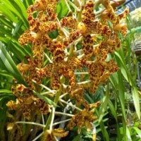 Anggrek tebu