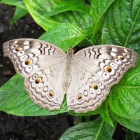 Grey Pansy Butterfly