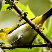 Kacamata Gunung (Zosterops montanus)