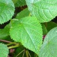 Gympie-Gympie Si Tanaman beracun mematikan