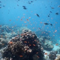 Terumbu Karang