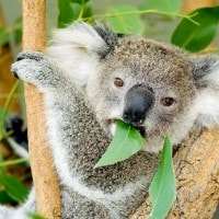 KOALA