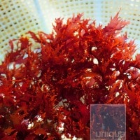 Halymenia sp