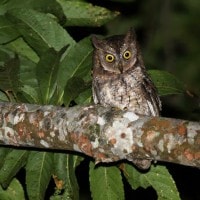 Burung Hantu √¢‚Ç¨≈ìCelepuk√¢‚Ç¨¬ù Rinjani