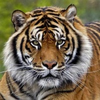 Harimau Sumatera