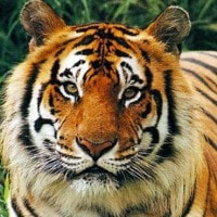 harimau sumatera