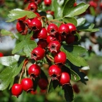 REVIEW JURNAL FITOFARMASI √¢‚Ç¨≈ìDevelopment of hydrosoluble gels with Crataegus monogyna extracts for topical application: Evaluation of antioxidant activity of the final formulations√¢‚Ç¨¬ù