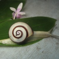 helicostyla aegrota (photo liew ts)