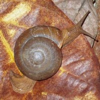 hemiplecta humphreysiana (photo hazebroek)